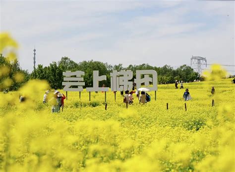 溫榆河公園4000餘畝基本農田成網紅打卡地 新浪香港