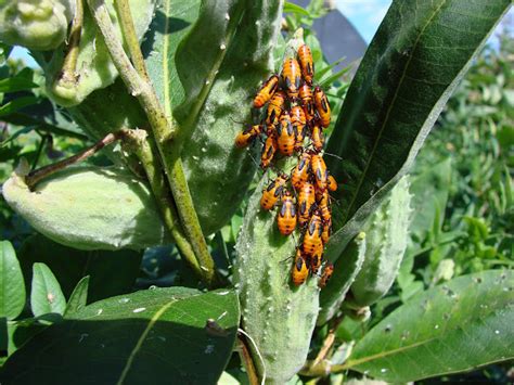 Milkweed Bugs Project Noah