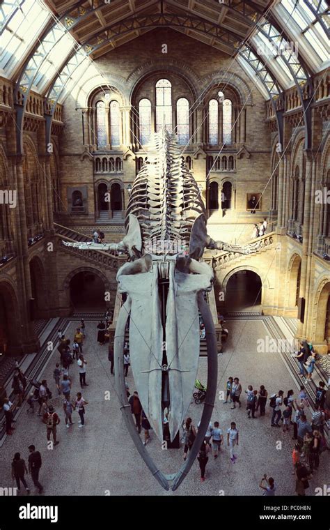 Blue Whale Skeleton at Natural History Museum Stock Photo - Alamy