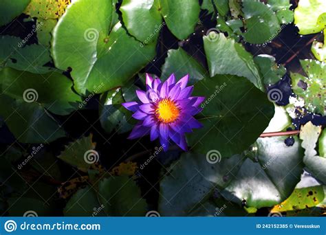 A Blooming Water Lily With Green Leaves On The Water Stock Image