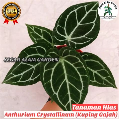 Jual Anthurium Crystallinum Kuping Gajah Mini Tanaman Hias Kuping