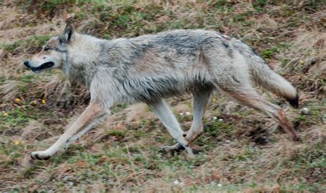 Interior Alaskan Wolf Profile And Information