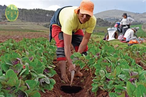 Inicio Direcci N Regional De Agricultura Ayacucho