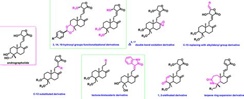 The Structures Of Representative Andrographolide Derivatives Download Scientific Diagram