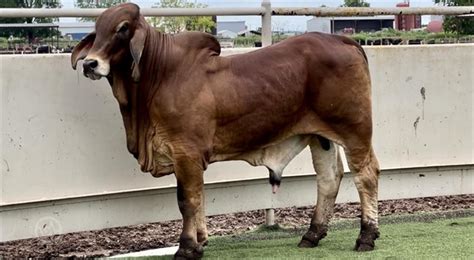 1 Purebred Brahman - Bulls For Sale in Bryan, Texas | LivestockMarket.com