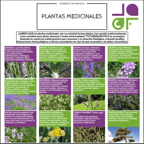 Descubre El Poder De Las Plantas Medicinales