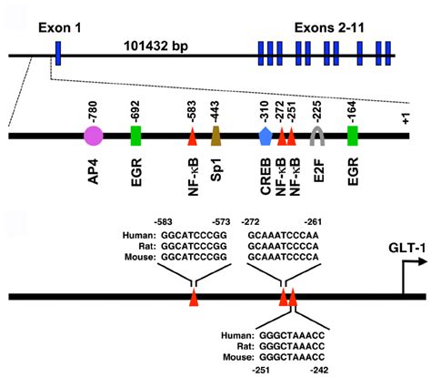 Schematic Representation Of The Glt 1 Gene Intron Exon Structure And Download Scientific