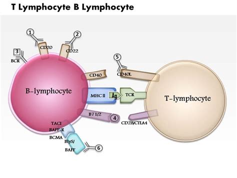 Lymphocytes Cell Diagram