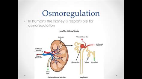 Osmoregulatory Function Of Kidney Class 10 Chapter 11 Youtube