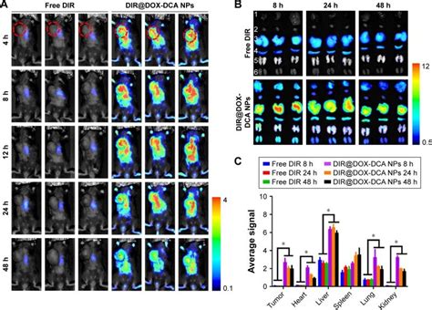 In Vivo Imaging And Biodistribution Study A Real Time In Vivo