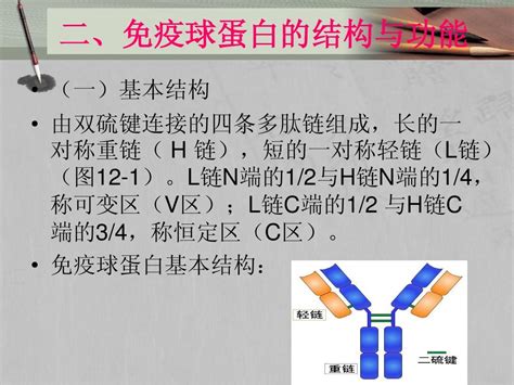 卫校病原生物与免疫第三章3 免疫球蛋白word文档在线阅读与下载无忧文档