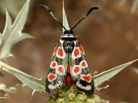 Zygaena Occitanica Class Insecta Order Lepidoptera Sup Flickr