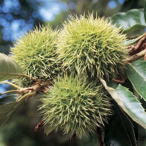 Chinese Chestnut Trees Chestnut Trees Stark Bro S