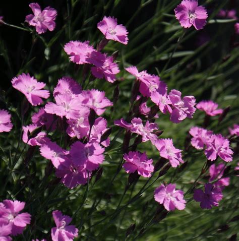 Gärtnerei StaudenSpatz Dianthus gratianopolitanus Eydangeri Pfingst