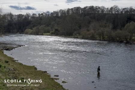 River Tweed Fishing Guide and Fly Fishing Instructor