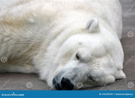 Big White Bear Sleeping, Grey Stone Background. Stock Image - Image of ...