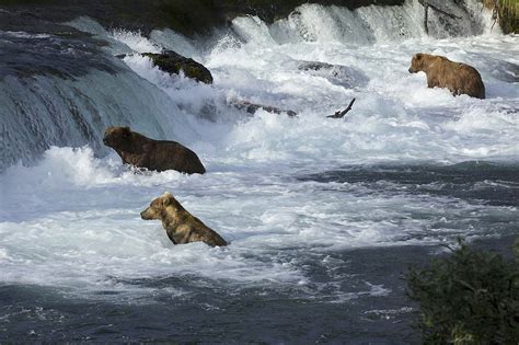 Famed Katmai brown bears ready for season 2