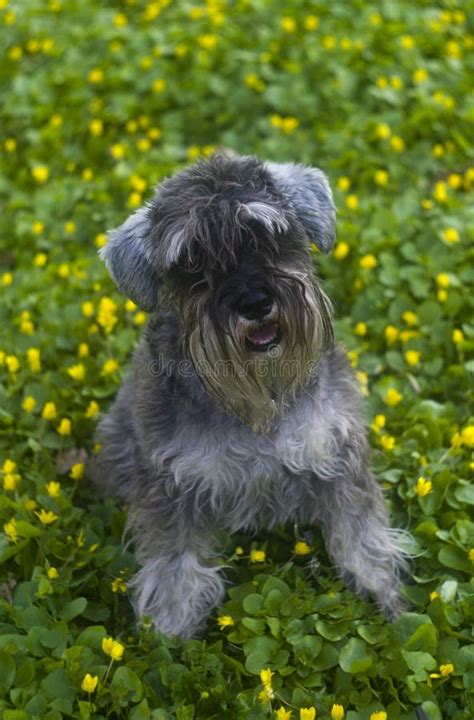 A Funny Portrait Of A Miniature Schnauzer Stock Photo Image Of Eyes