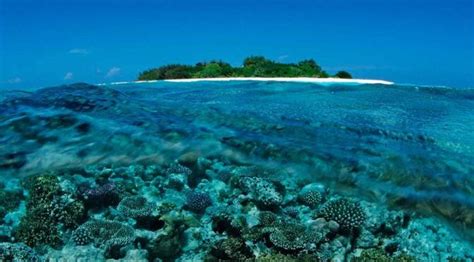 Marine Life: Preserving Coral Reefs In Maldives | Boomers Daily