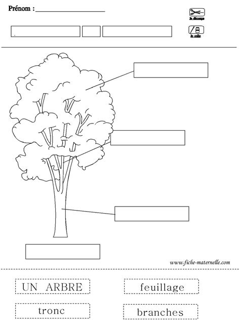 Fiche Sur L Arbre