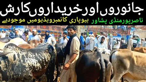 Peshawar Cow Mandi Kala Maveshi Mandi Price Update Cow