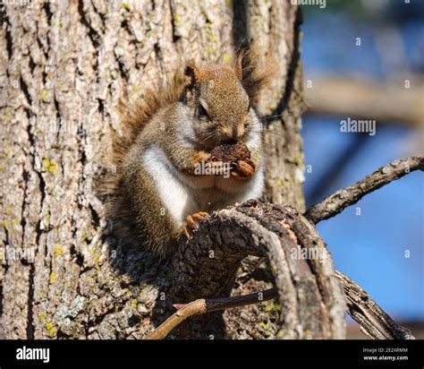 American Red Squirrel Eating Walnut Hi Res Stock Photography And Images