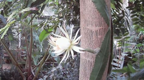 Timelapse: Watch the moment a rare moonflower blooms | UK News | Sky News