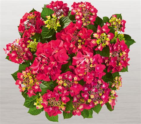 Hortensia Frisbee Hot Pink — Gerber Fleurs