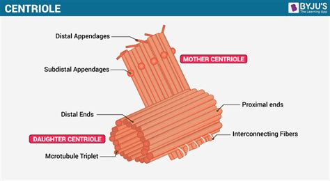 Centrioles Structure And Functions Of Centrioles In Cell Division