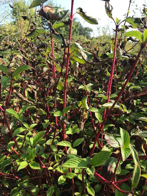 Cornus Alba Sibirica Cornouiller Blanc Jeune Plant PEPINIERE MELLOT