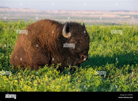 Bison (Bison bison), Western North America Stock Photo - Alamy