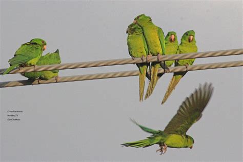 Green Parakeets: fussing and allopreening