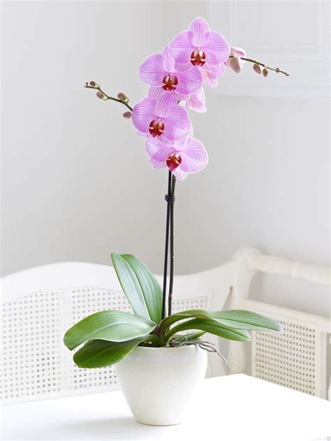 care-of-indoor-orchids – Flowers reviews