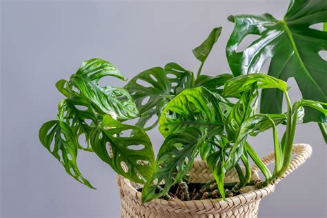 Is Philodendron Toxic To Cats Symptoms And Treatment Plantly