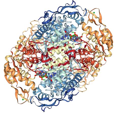 Aldh A Protein Overview Sino Biological