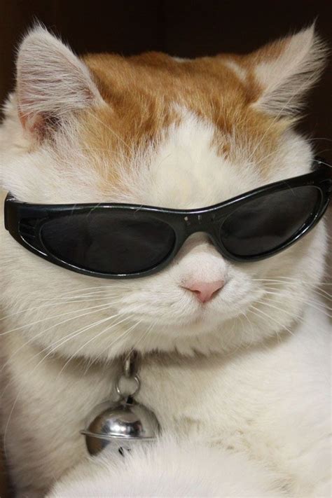 Cool Cat Funny Cute Cats Pretty Cats Cute Cats