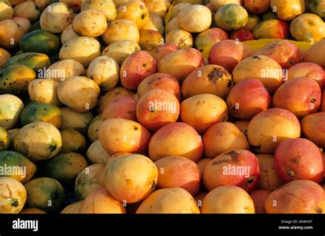 Mangoes Trinidad Stock Photo Alamy