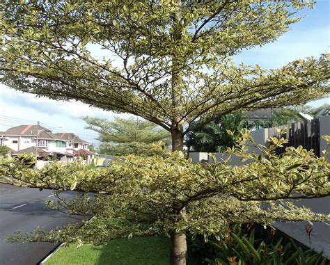 Bucida buceras ( Bucida 'Variegated') | Shade trees, Trees to plant ...