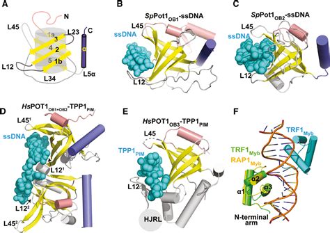 The Structural Biology Of The Shelterin Complex