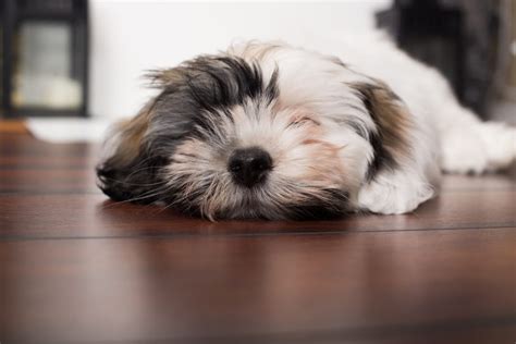 Havanese Shih Tzu Mix Full Grown