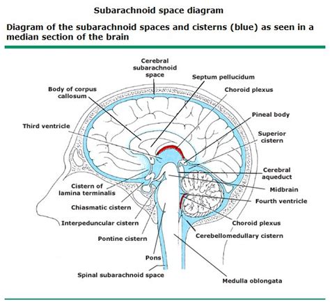 Subarachnoid space