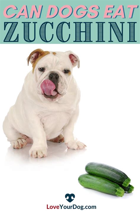 Can Dogs Eat Zucchini Yes With Major Health Benefits Artofit