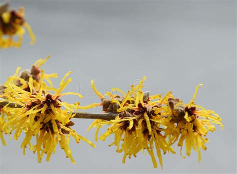 Witch Hazel Blooms Of Spring Stock Image Image Of Hazel Warm 81112761