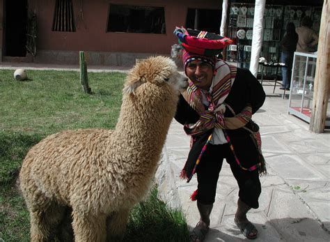 alpaca  ultimate guide  alpaca wool