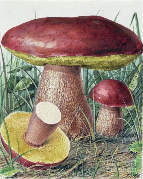 Study Of Fungus Painting By Josef Fleischmann Fine Art America