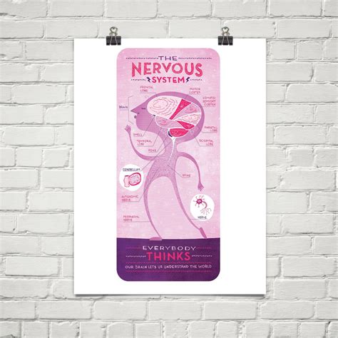 The Nervous System Poster - Etsy | Nervous system, Nervous, Poster drawing