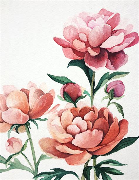 Peonies Watercolor Illustration Behance