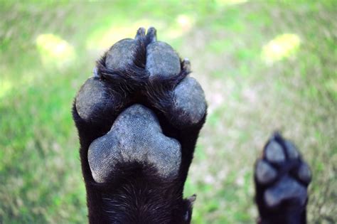 Overgrown Dew Claw: Causes, Treatment, and Prevention - DogCareLife