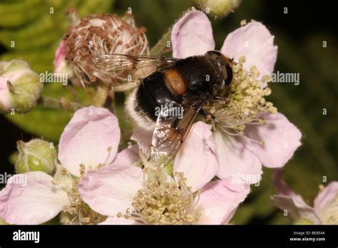 Bumble Bee Drone Fly Hover Fly Eristalis Intricarius Syrphidae