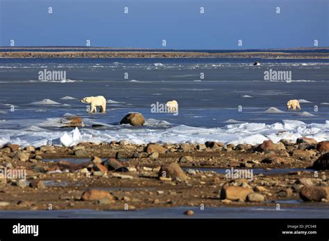 Una familia de osos polares en el hielo de la bahía de Hudson